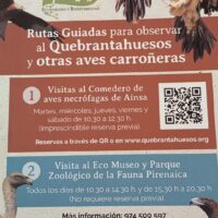 Vuelven las visitas al comedero de aves necrófagas de Aínsa a partir del 1 de julio