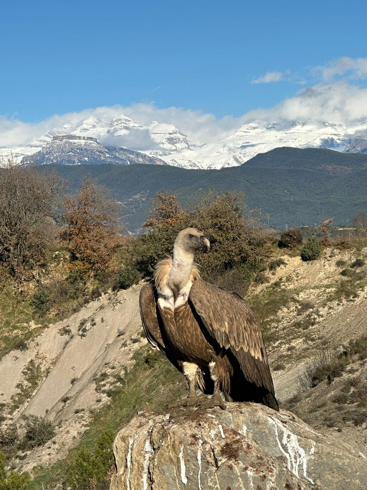 Villa de Ainsa - Sobrarbe Pirineo El matadero ecológico municipal de Aínsa consigue la cifra más alta de canales sacrificados en 2025 4 Villa de Ainsa - Sobrarbe Pirineo Las aves carroneras acuden al comedero de la FCQ en Ainsa