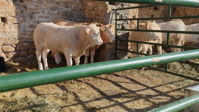 La Ferieta de Aínsa 2024 La Ferieta de Aínsa 2024