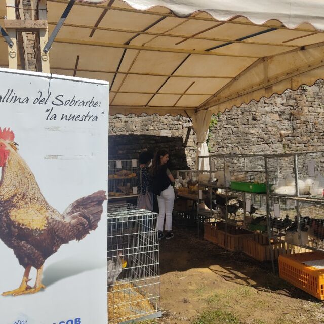 Expoferia Ainsa 2024, Sobrarbe, Pirineo Aragonés, Productos Locales, Km0, Artesanía, Productores Locales, Feria Artesanal, Agricultura Sostenible, Gastronomía Local, Turismo Rural, Tradición Aragonesa, Cultura Pirineo, Eventos Ainsa, Calidad Rural, Mercado Local, Innovación Rural, Sostenibilidad, Desarrollo Local, Experiencia Artesanal