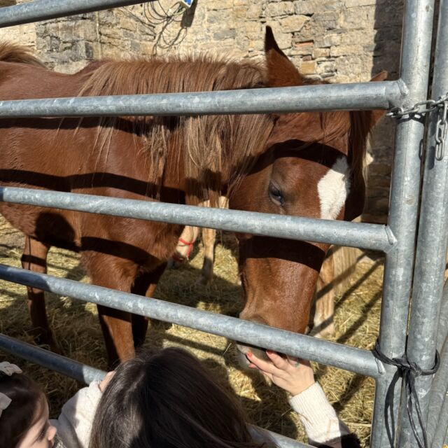 Villa de Ainsa - Sobrarbe Pirineo Ferieta de Aínsa 2026: Récord de expositores en una soleada y participativa edición de la Ferieta de Aínsa 17 Villa de Ainsa - Sobrarbe Pirineo